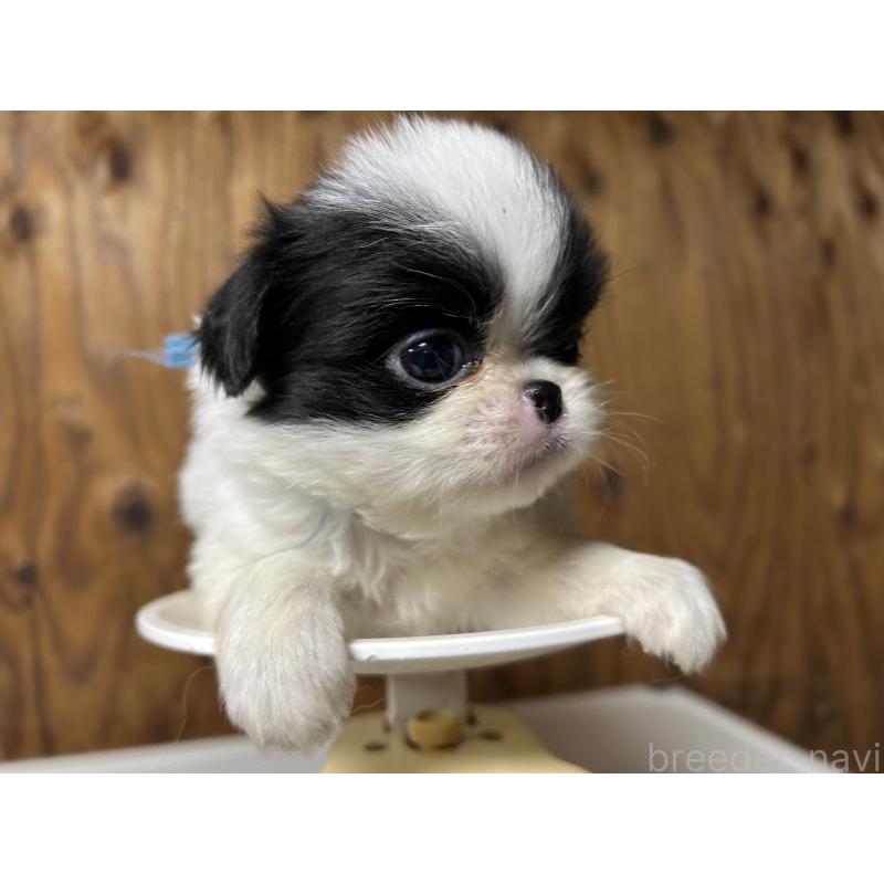 成約済の静岡県の狆 (チン)-424004の2枚目