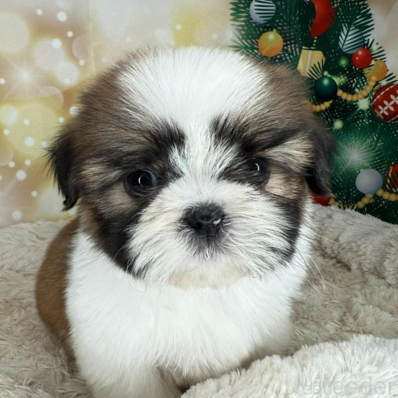 販売中の兵庫県のシーズー-425837の5枚目