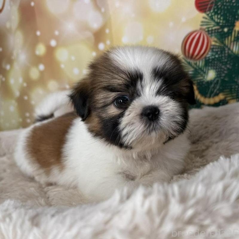 販売中の兵庫県のシーズー-425837の4枚目