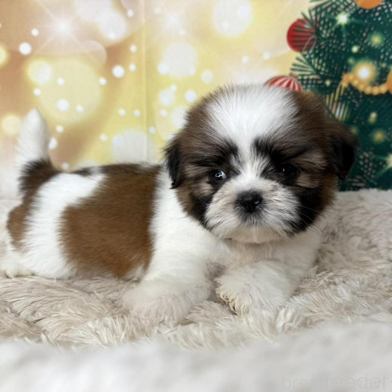 販売中の兵庫県のシーズー-425837の3枚目