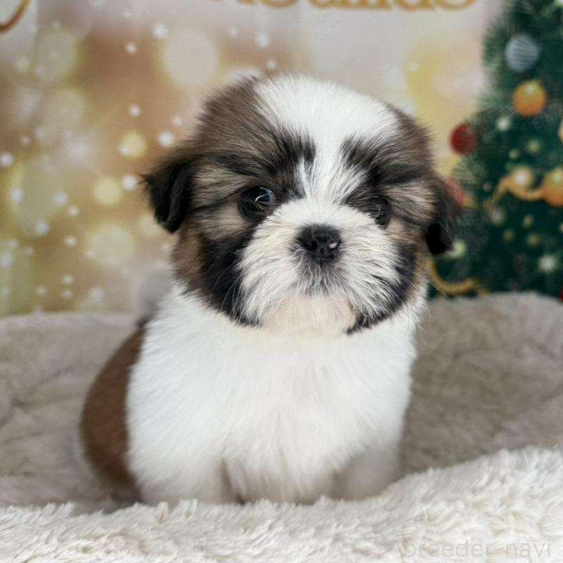 販売中の兵庫県のシーズー-425837の1枚目