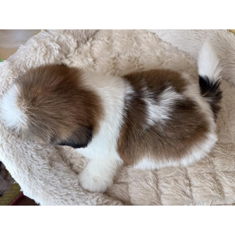 販売中の兵庫県のシーズー-425839の10枚目