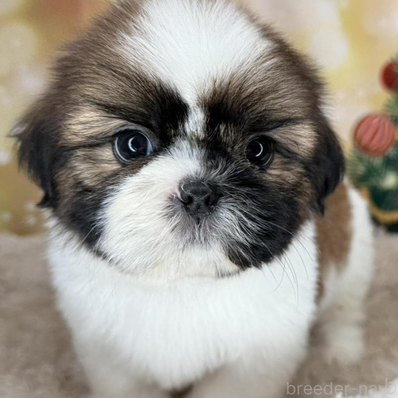 販売中の兵庫県のシーズー-425839