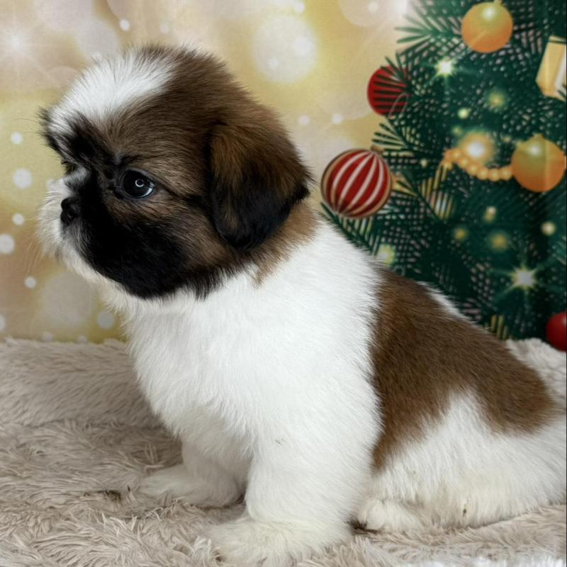 販売中の兵庫県のシーズー-425839の9枚目