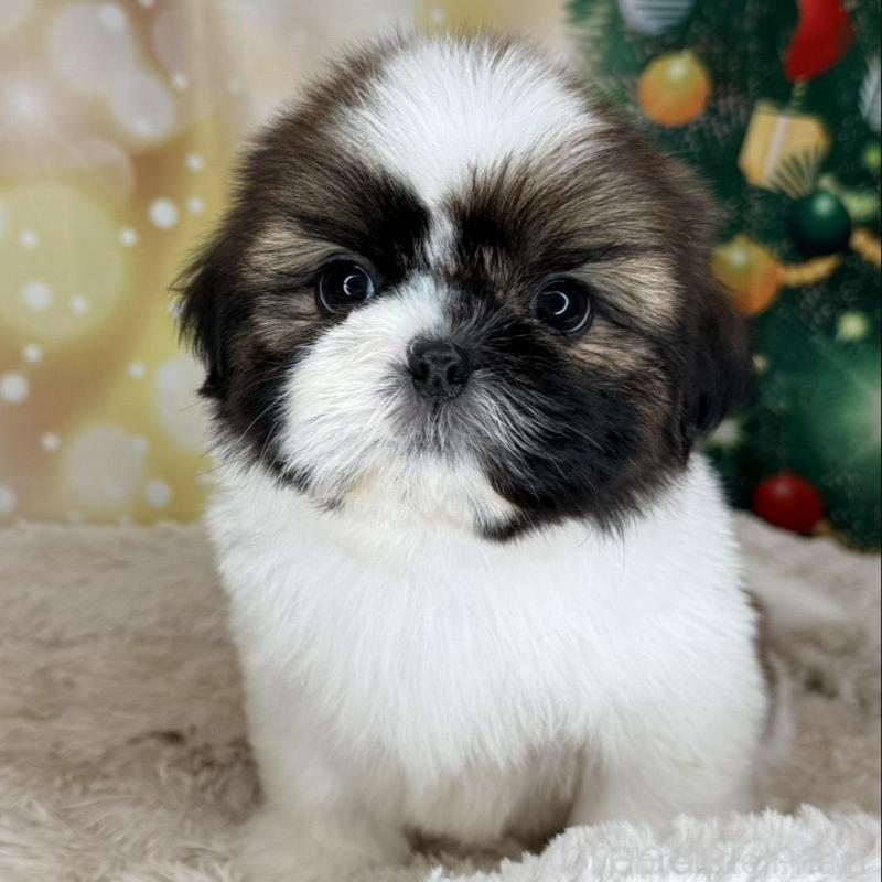 販売中の兵庫県のシーズー-425839の8枚目