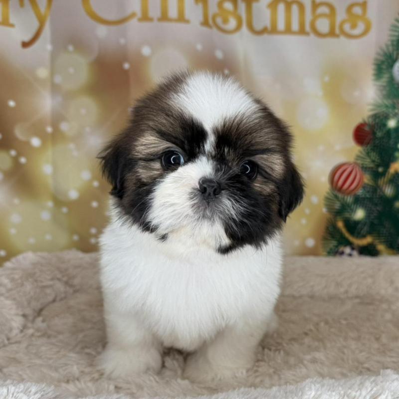 販売中の兵庫県のシーズー-425839の7枚目