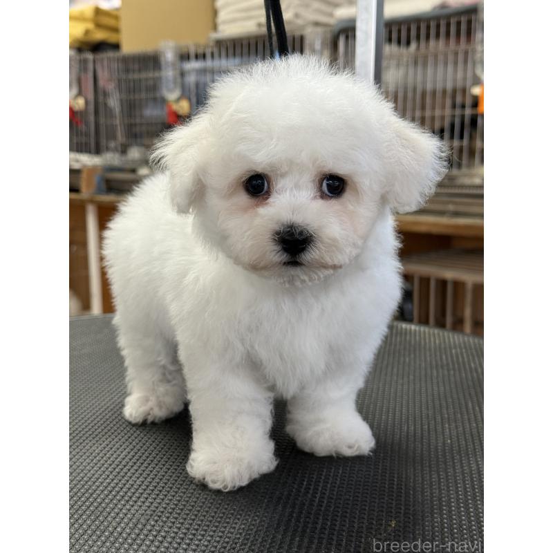 成約済の栃木県のビションフリーゼ-423680の10枚目