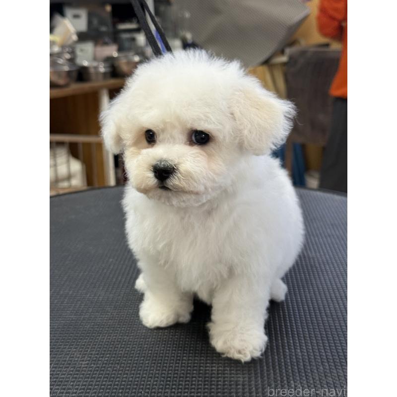 成約済の栃木県のビションフリーゼ-423680の8枚目