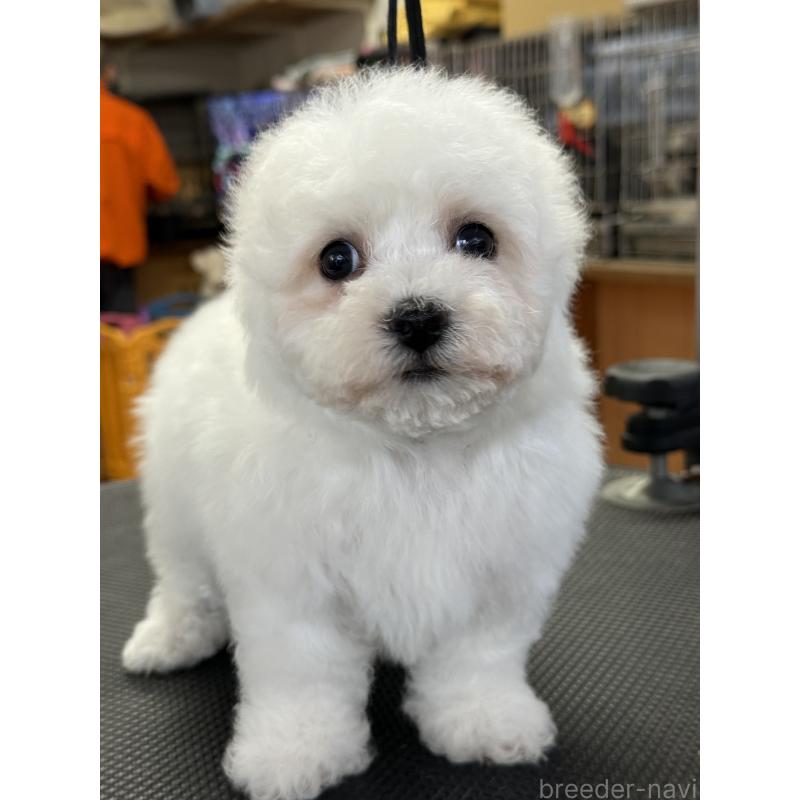 成約済の栃木県のビションフリーゼ-423680の7枚目