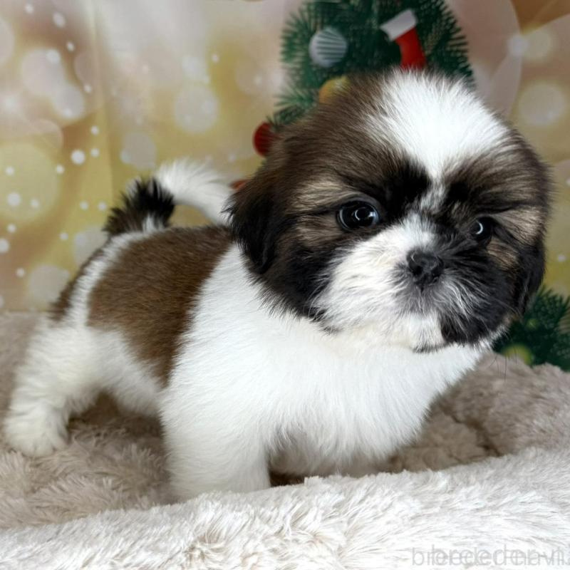 販売中の兵庫県のシーズー-425839の6枚目