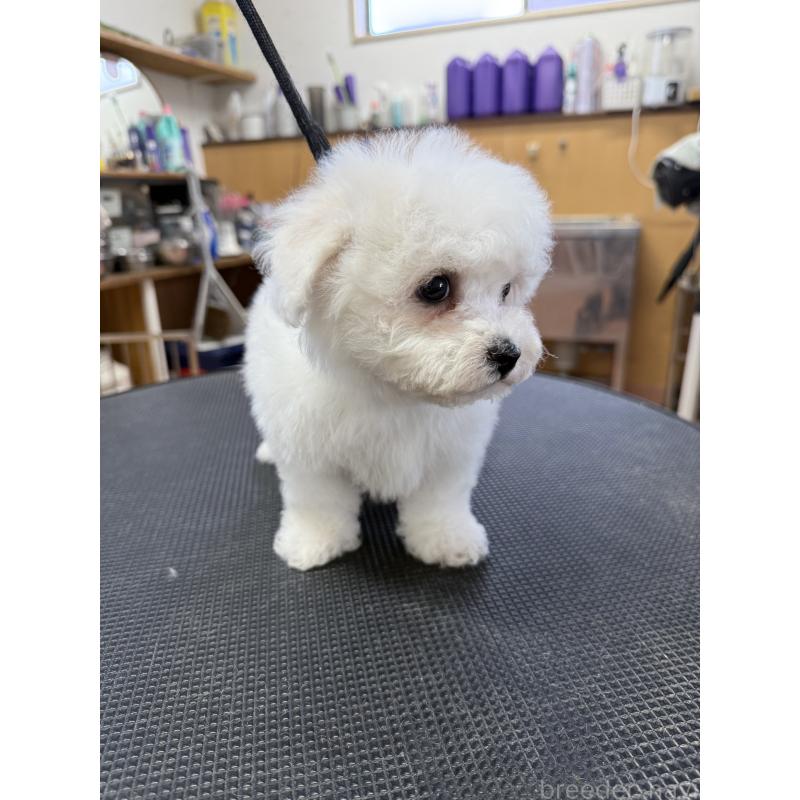 成約済の栃木県のビションフリーゼ-423680の6枚目