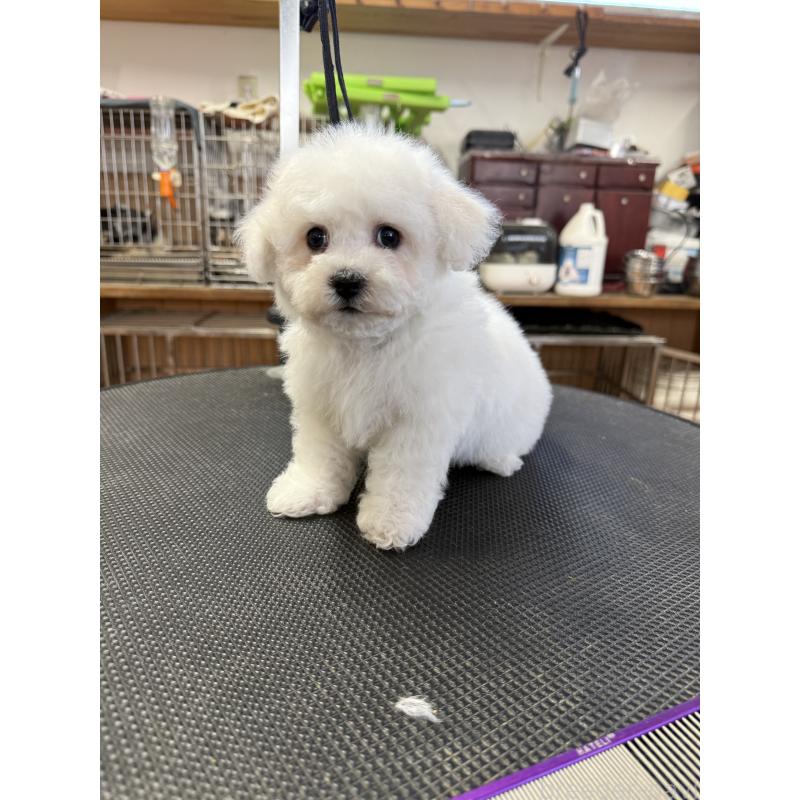 成約済の栃木県のビションフリーゼ-423680の5枚目