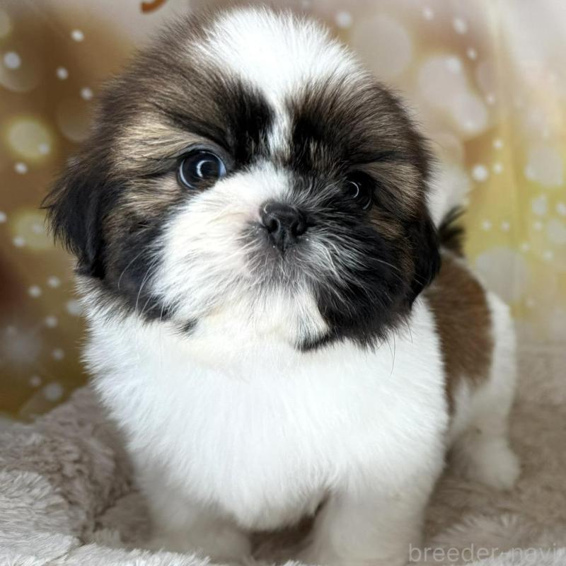 販売中の兵庫県のシーズー-425839の5枚目