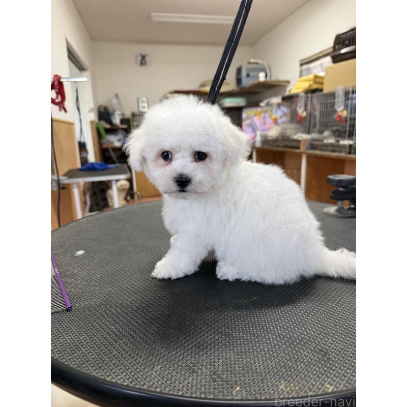 成約済の栃木県のビションフリーゼ-423680の4枚目