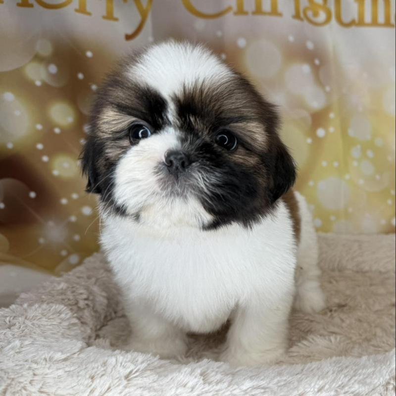 販売中の兵庫県のシーズー-425839の4枚目