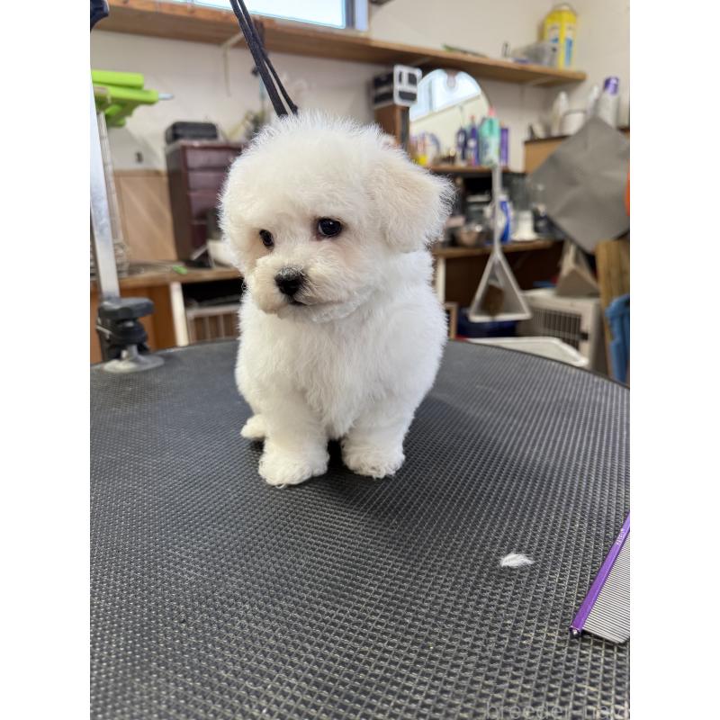 成約済の栃木県のビションフリーゼ-423680の3枚目