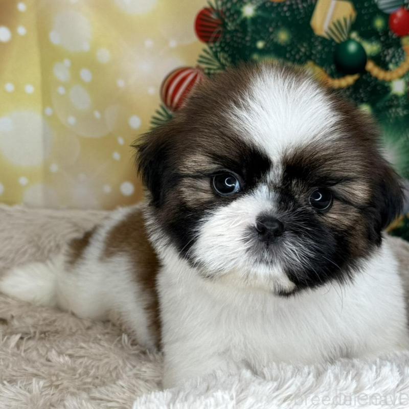 販売中の兵庫県のシーズー-425839の3枚目