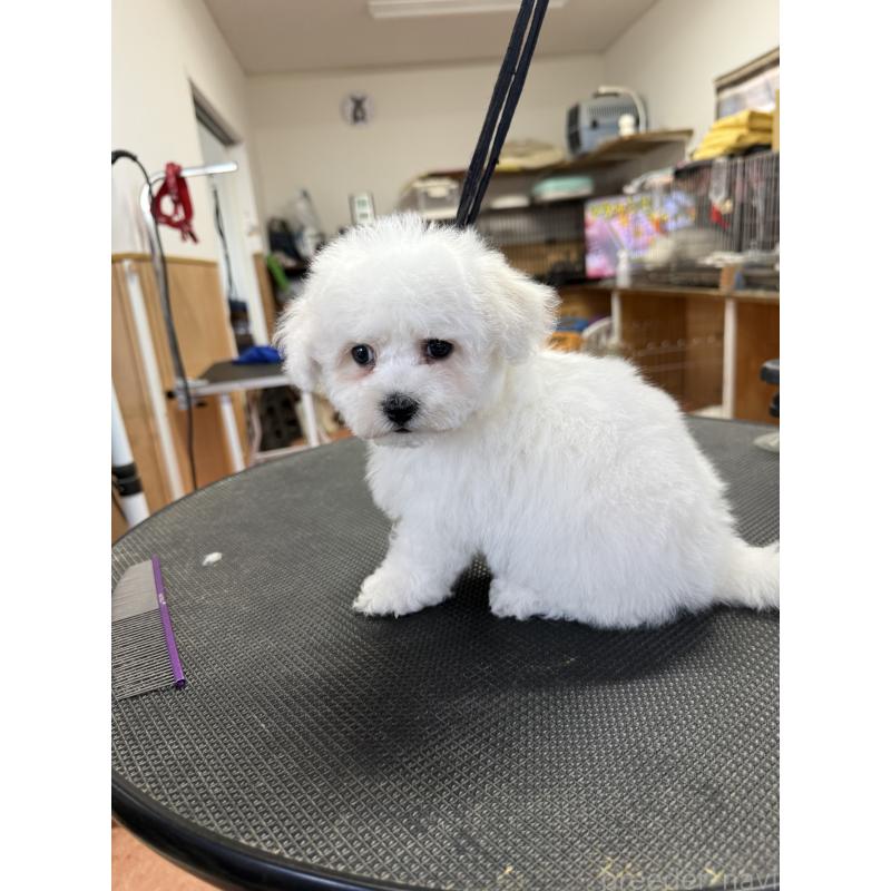 成約済の栃木県のビションフリーゼ-423680の2枚目