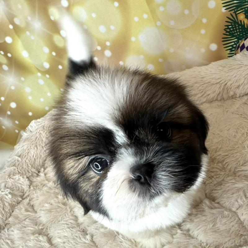 販売中の兵庫県のシーズー-425839の2枚目