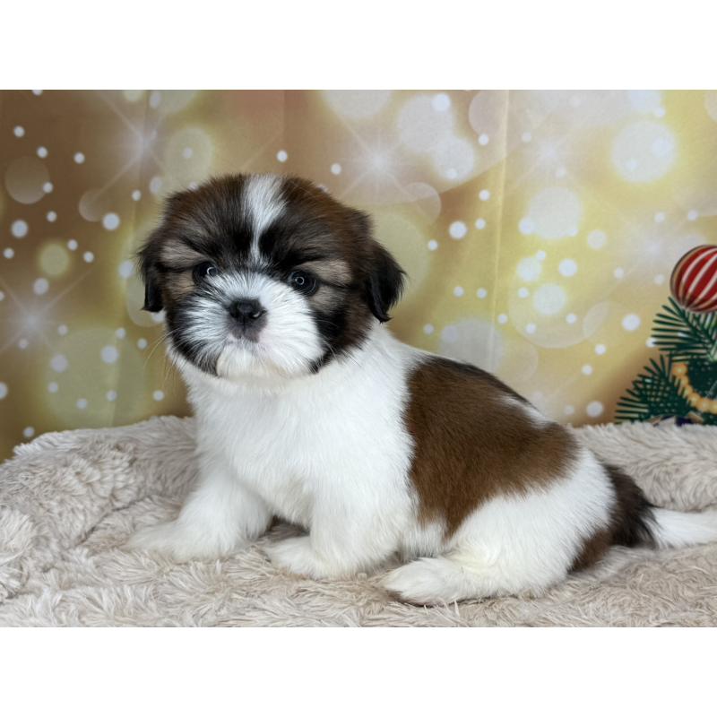 販売中の兵庫県のシーズー-425840の10枚目