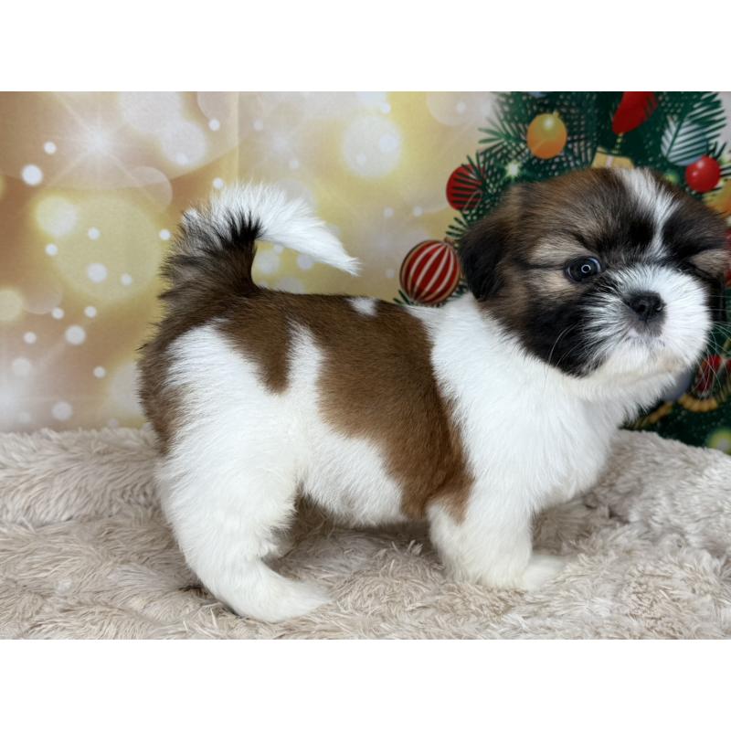 販売中の兵庫県のシーズー-425840の9枚目