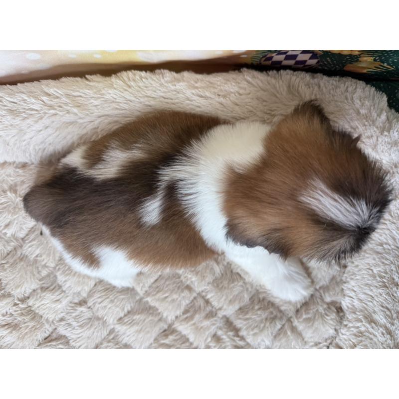 販売中の兵庫県のシーズー-425840の8枚目