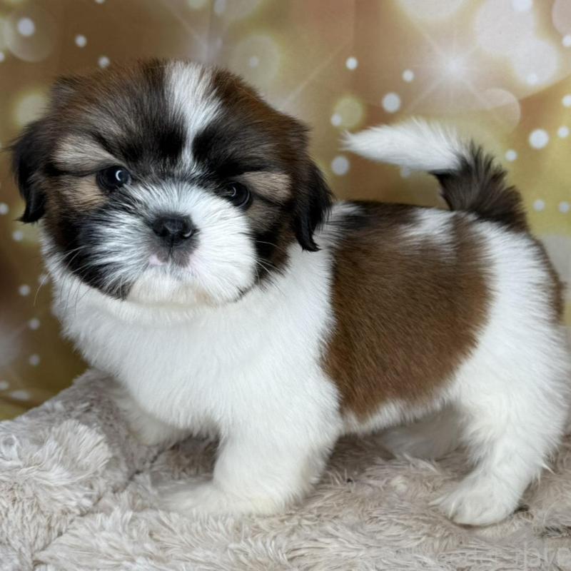 販売中の兵庫県のシーズー-425840の7枚目