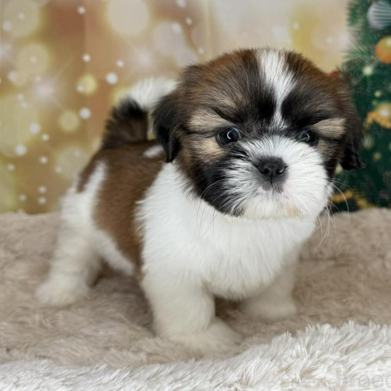 販売中の兵庫県のシーズー-425840の6枚目