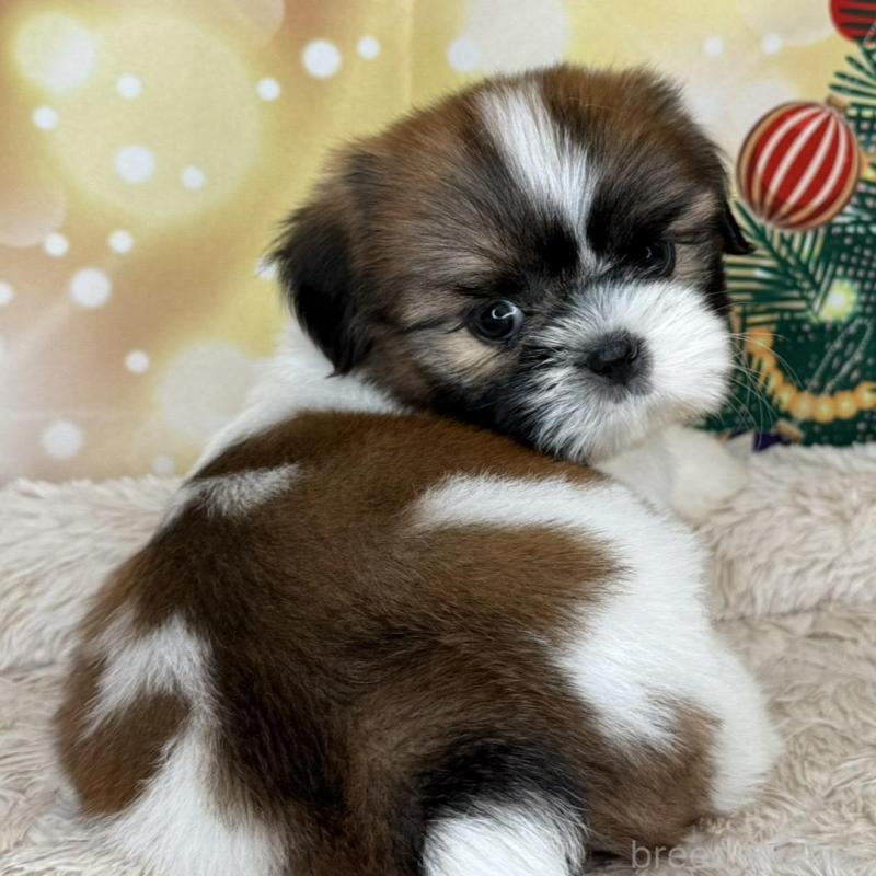 販売中の兵庫県のシーズー-425840の5枚目