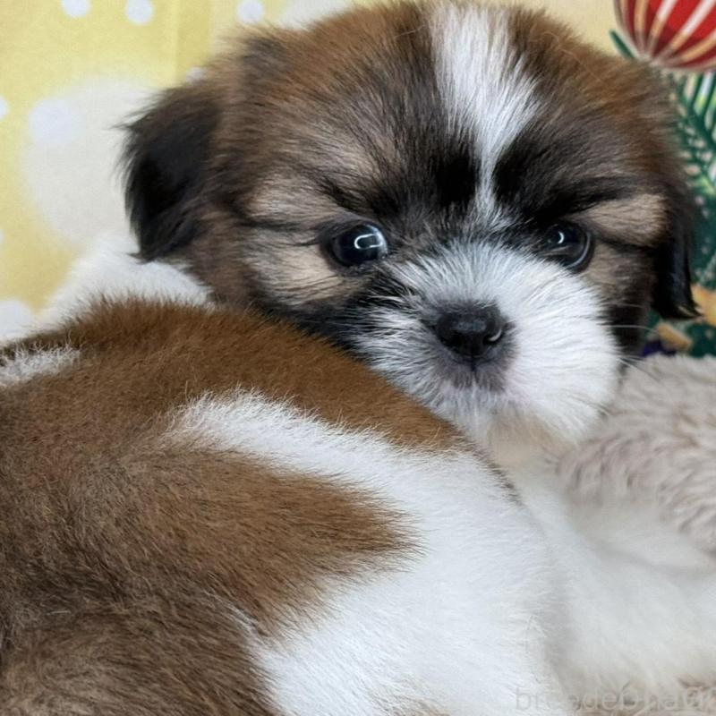 販売中の兵庫県のシーズー-425840の4枚目