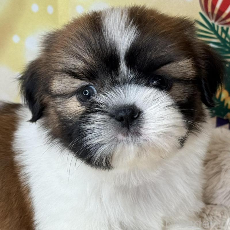 販売中の兵庫県のシーズー-425840の3枚目