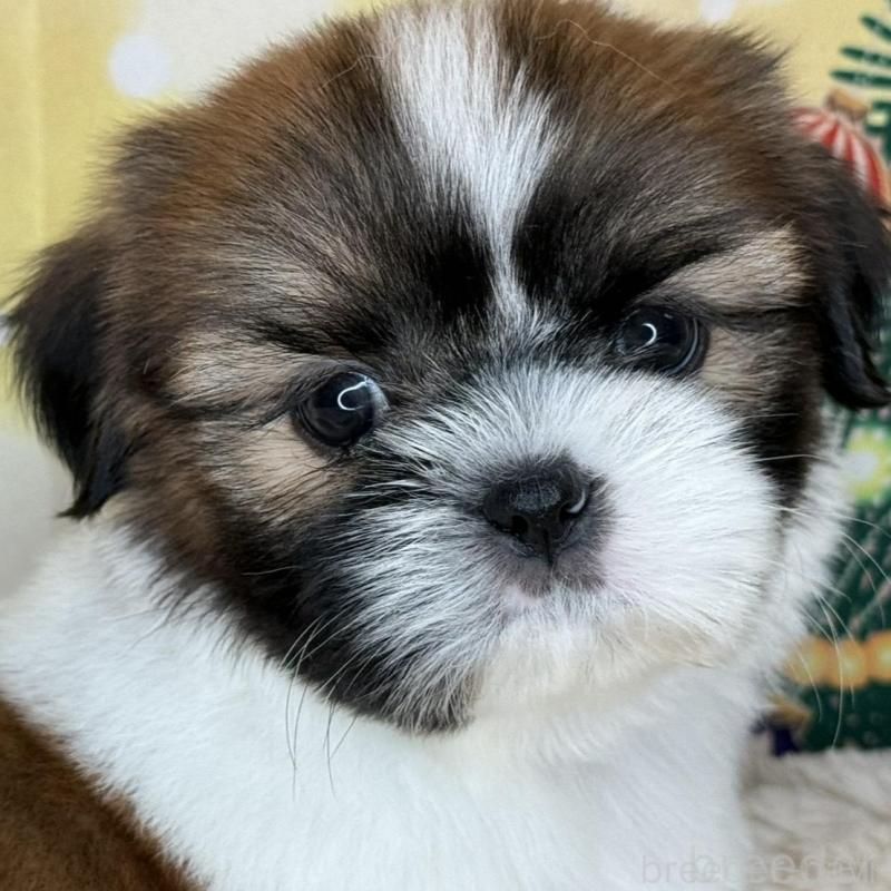 販売中の兵庫県のシーズー-425840の2枚目