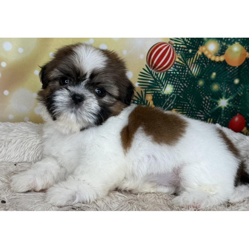 販売中の兵庫県のシーズー-425841の10枚目