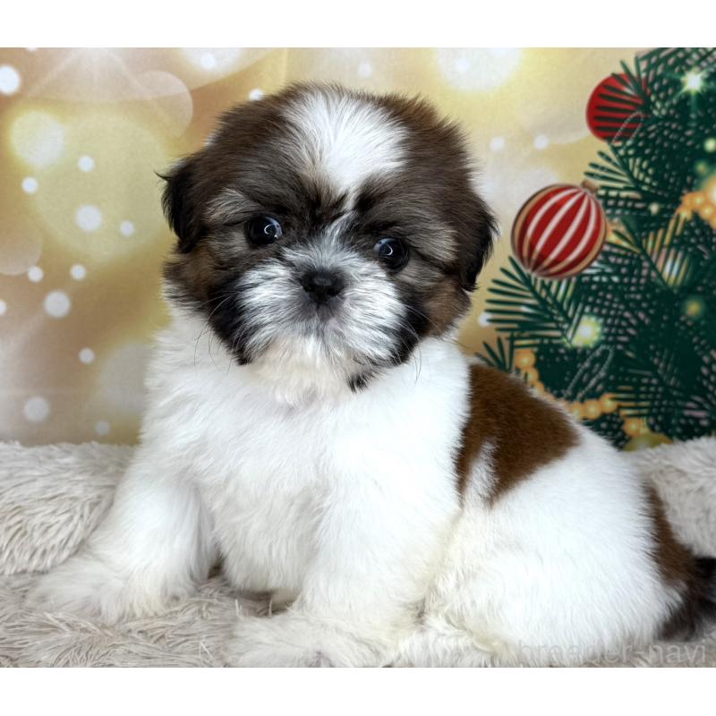 販売中の兵庫県のシーズー-425841の9枚目