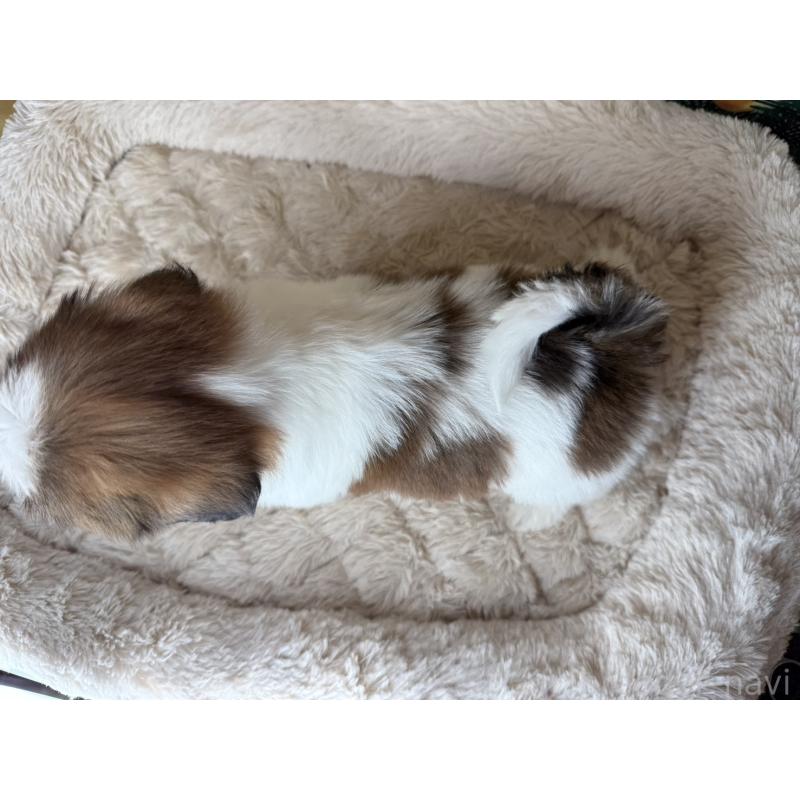 販売中の兵庫県のシーズー-425841の8枚目