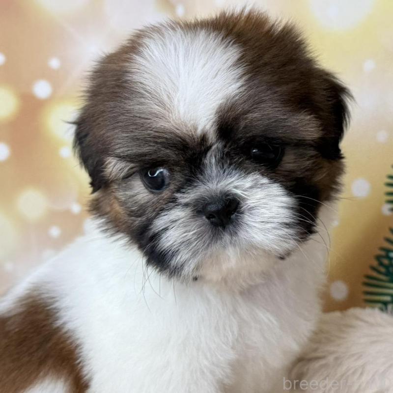 販売中の兵庫県のシーズー-425841の7枚目