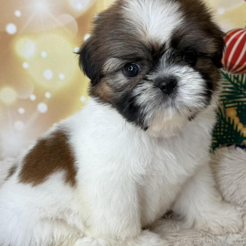 販売中の兵庫県のシーズー-425841の6枚目