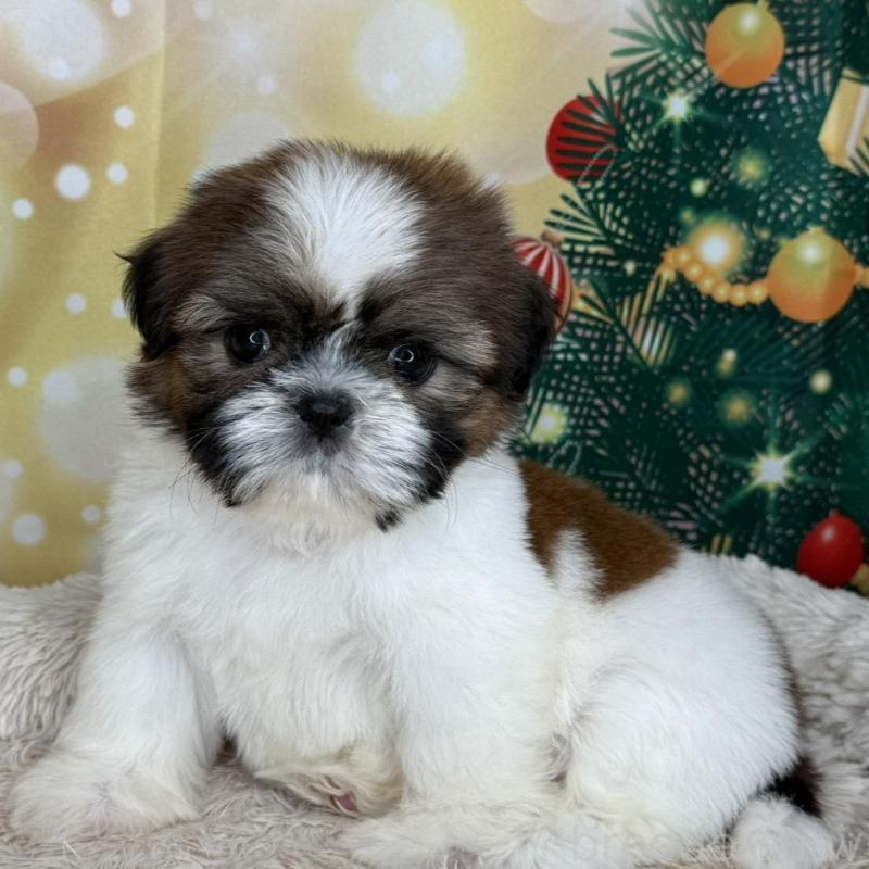 販売中の兵庫県のシーズー-425841の5枚目