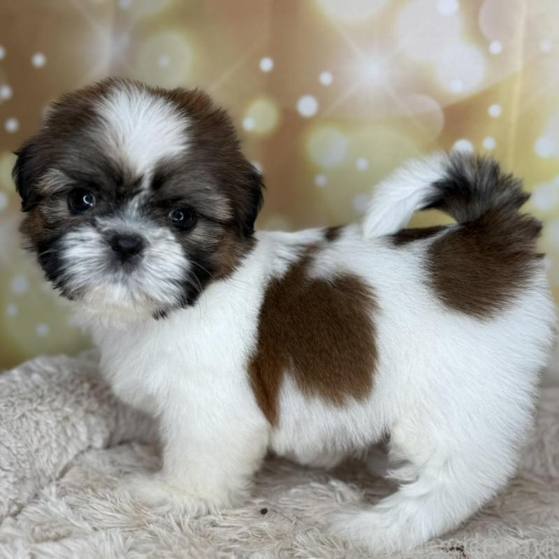 販売中の兵庫県のシーズー-425841の4枚目