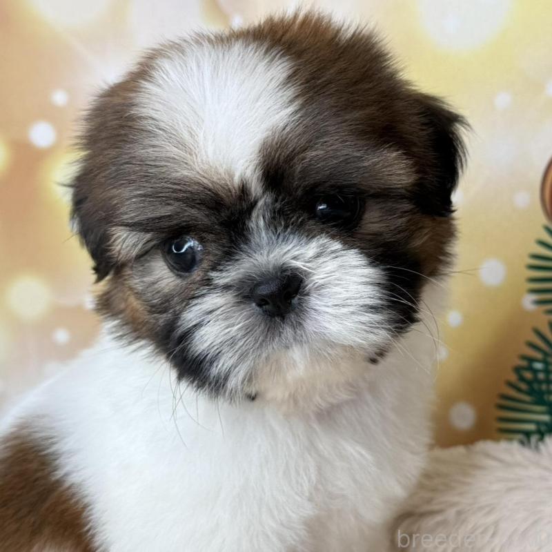 販売中の兵庫県のシーズー-425841の3枚目