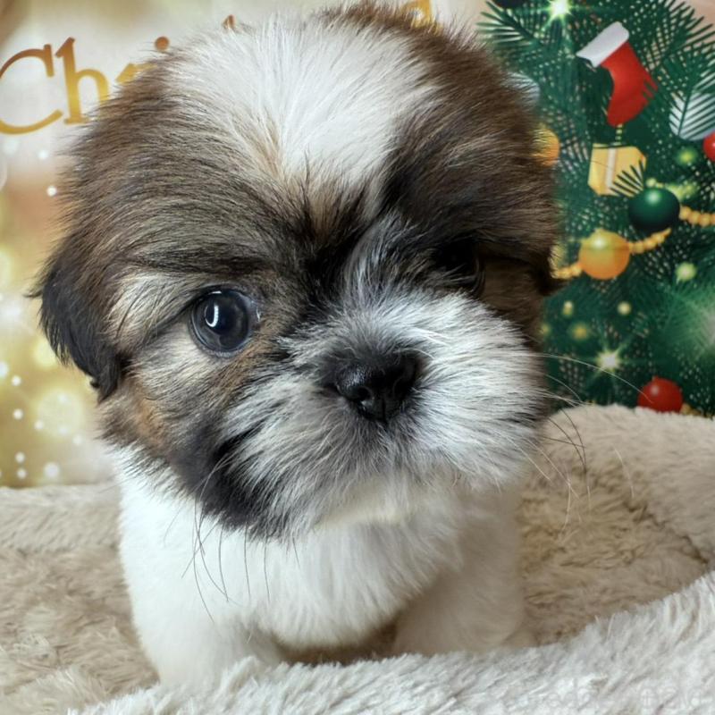 販売中の兵庫県のシーズー-425841の2枚目