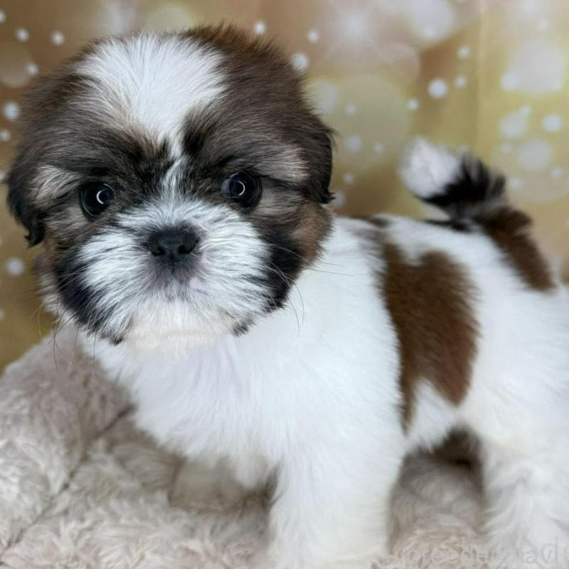 販売中の兵庫県のシーズー-425841