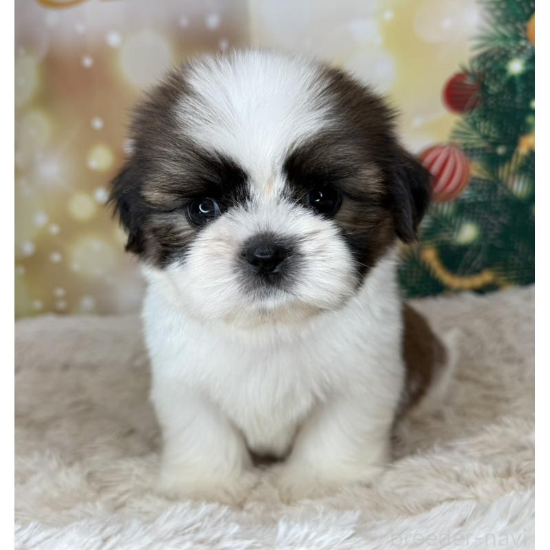 販売中の兵庫県のシーズー-425844の10枚目