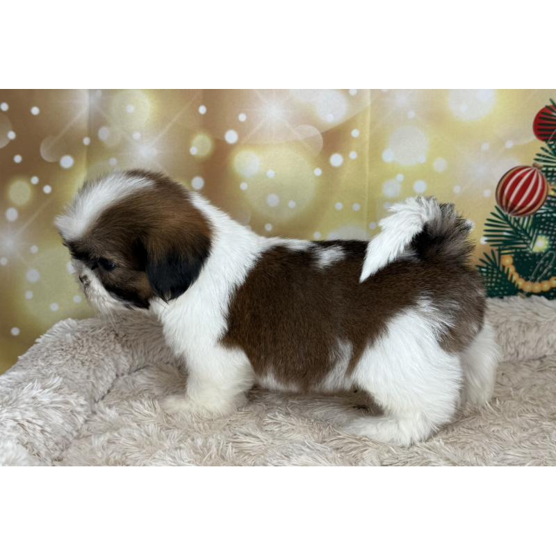 販売中の兵庫県のシーズー-425844の9枚目