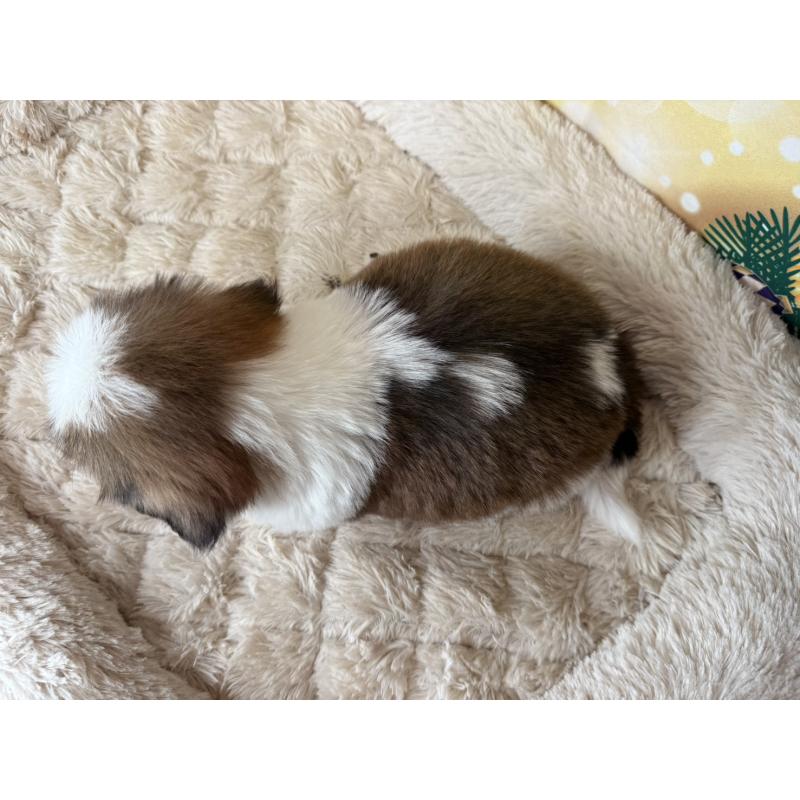 販売中の兵庫県のシーズー-425844の8枚目