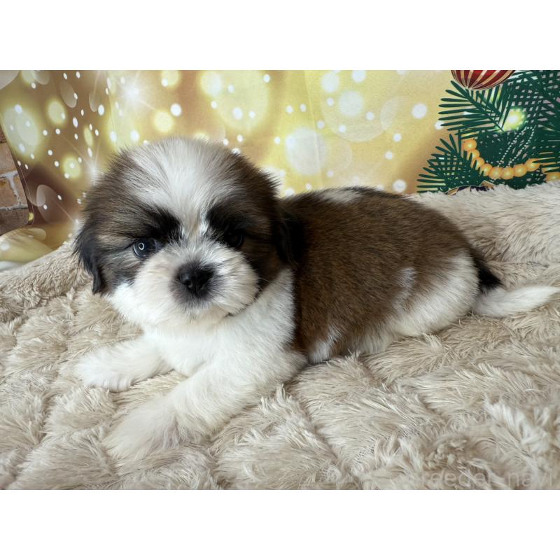 販売中の兵庫県のシーズー-425844の7枚目