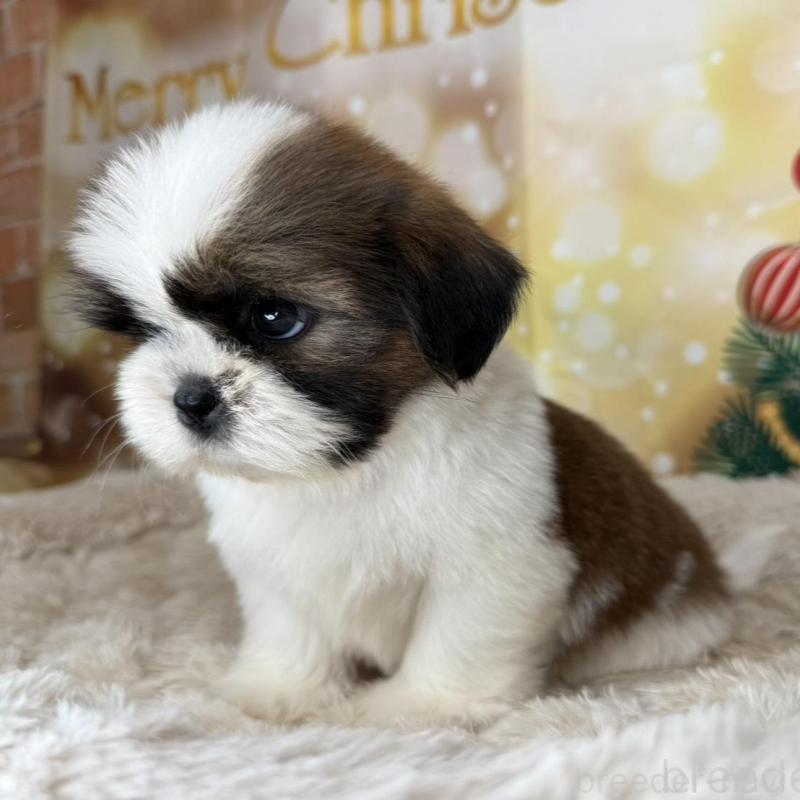 販売中の兵庫県のシーズー-425844の6枚目