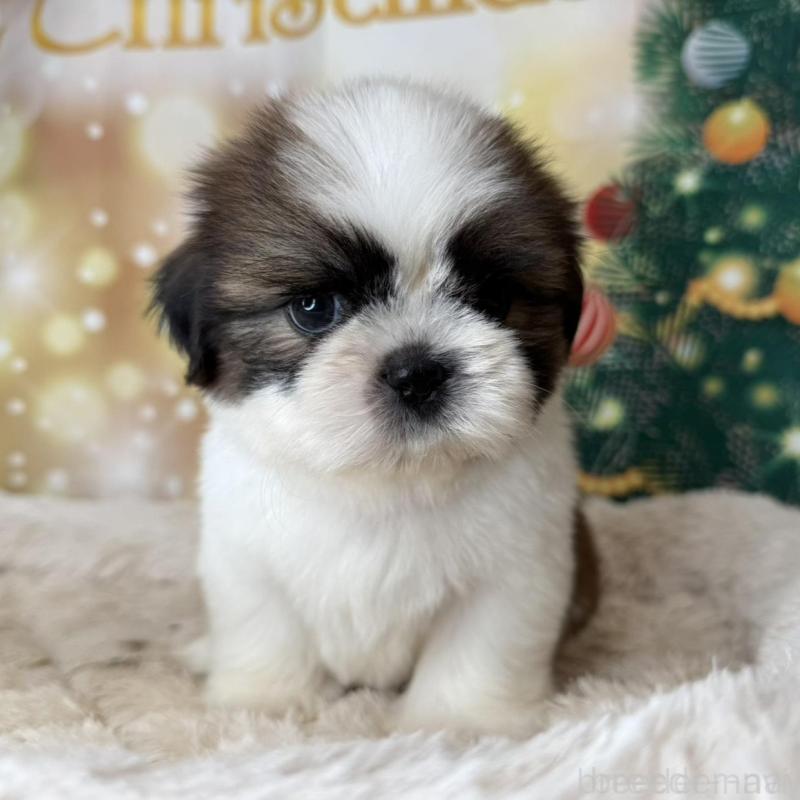 販売中の兵庫県のシーズー-425844の5枚目