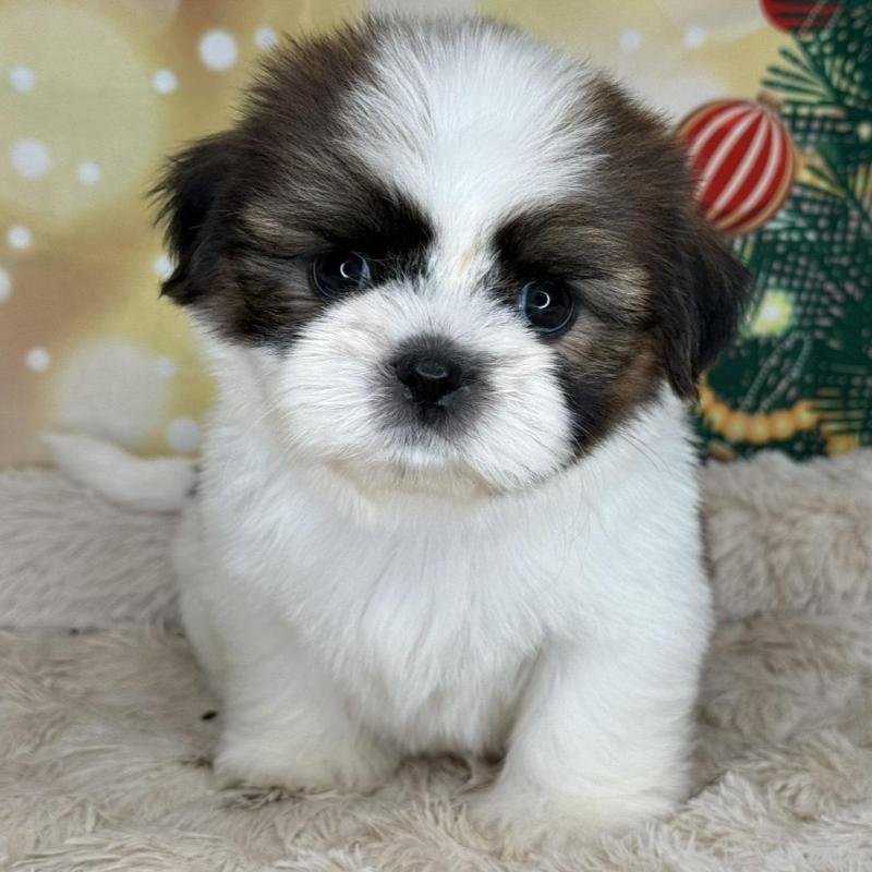 販売中の兵庫県のシーズー-425844の4枚目