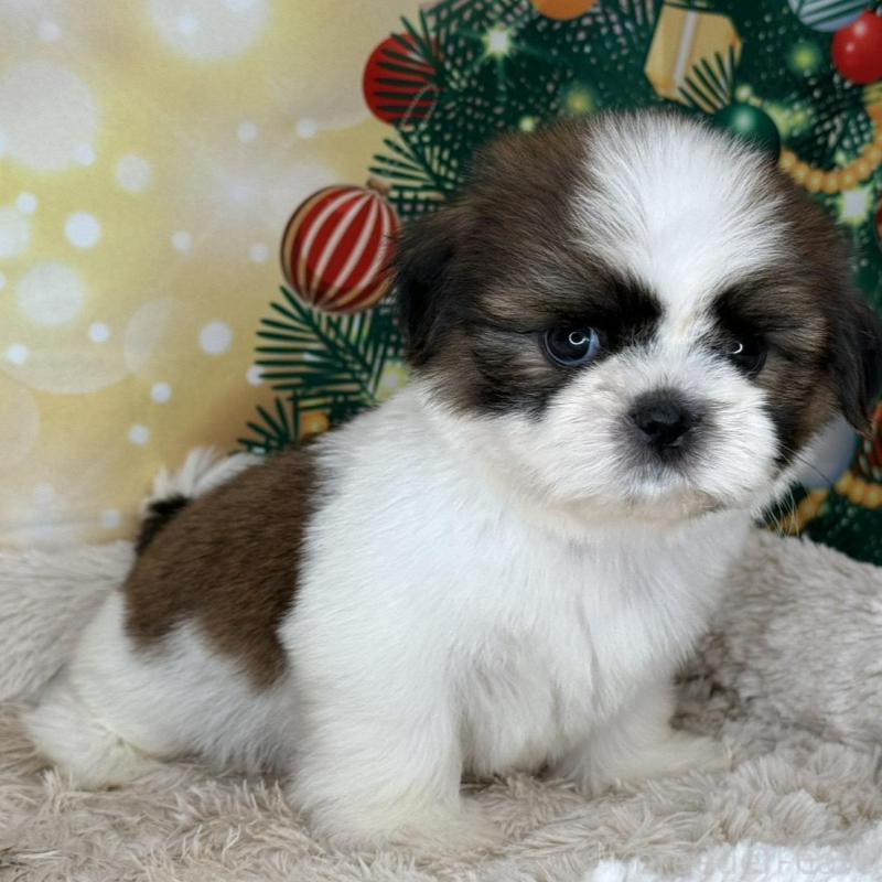 販売中の兵庫県のシーズー-425844の3枚目